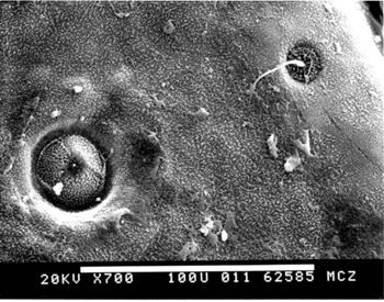 Media type: image; Herpetology R-151502